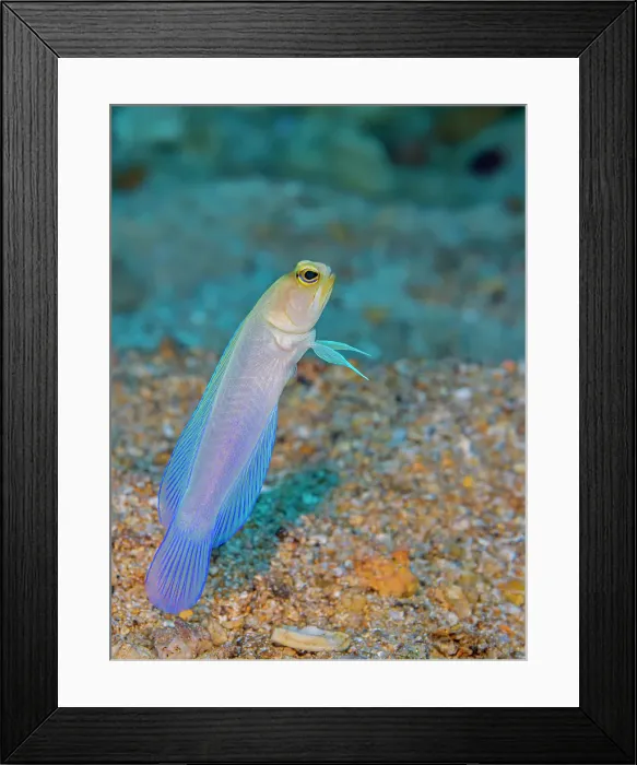 Framed Print : Yellowhead Jawfish (Opistognathus aurifrons), Grand Cayman, Cayman Islands, British West Indies Framed Print : Yellowhead Jawfish (Opistognathus aurifrons), Grand Cayman, Cayman Islands, British West Indies