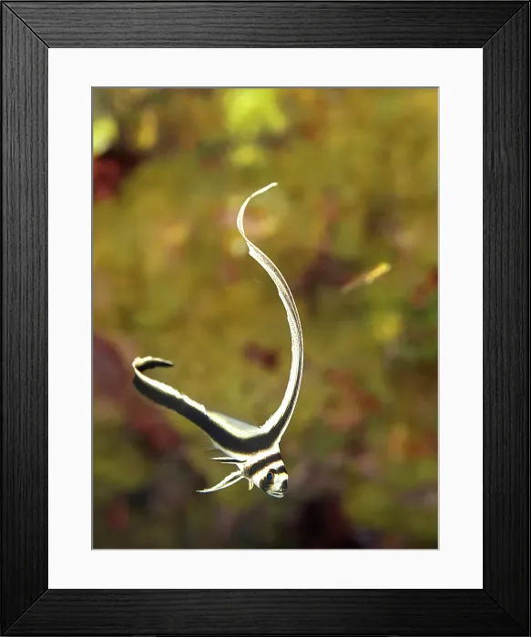 Framed Print : Spotted Drum (Equetus punctatus), Grand Cayman, Cayman Islands, British West Indies Framed Print : Spotted Drum (Equetus punctatus), Grand Cayman, Cayman Islands, British West Indies