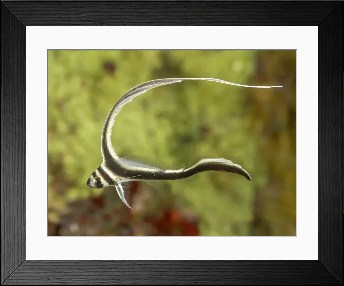 Framed Print : Spotted Drum (Equetus punctatus), Grand Cayman, Cayman Islands, British West Indies Framed Print : Spotted Drum (Equetus punctatus), Grand Cayman, Cayman Islands, British West Indies