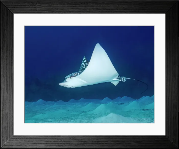 Framed Print : Spotted Eagle Ray (Aetobatus narinari), Grand Cayman, Cayman Islands, British West Indies Framed Print : Spotted Eagle Ray (Aetobatus narinari), Grand Cayman, Cayman Islands, British West Indies