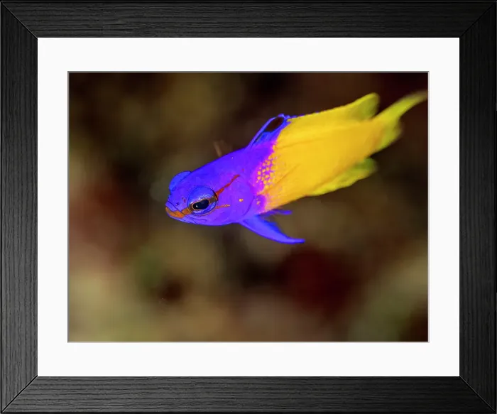 Framed Print : Fairy Basslet (Gramma loreto), also known as Royal Gramma, Grand Cayman, Cayman Islands, British West Indies Framed Print : Fairy Basslet (Gramma loreto), also known as Royal Gramma, Grand Cayman, Cayman Islands, British West Indies