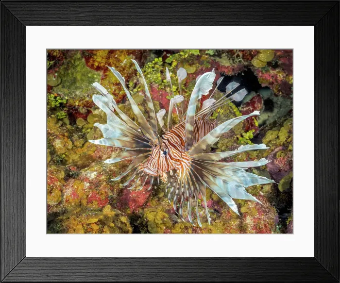 Framed Print : Red Lionfish (Pterois volitans) also known as the Common Lionfish is a highly invasive species in the Caribbean Sea. Grand Cayman, Cayman Islands, British West Indies Framed Print : Red Lionfish (Pterois volitans) also known as the Common Lionfish is a highly invasive species in the Caribbean Sea. Grand Cayman, Cayman Islands, British West Indies