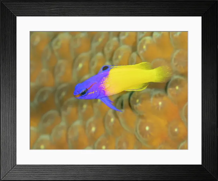 Framed Print : Fairy Basslet (Gramma loreto), also known as Royal Gramma, Grand Cayman, Cayman Islands, British West Indies Framed Print : Fairy Basslet (Gramma loreto), also known as Royal Gramma, Grand Cayman, Cayman Islands, British West Indies