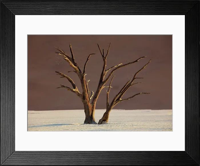 Framed Print : Dead camel thorn trees on a dried-up white mud pan & sand dunes, Dead Vlei, Namib-Naukluft National Park, Namib Desert, Namibia Framed Print : Dead camel thorn trees on a dried-up white mud pan & sand dunes, Dead Vlei, Namib-Naukluft National Park, Namib Desert, Namibia