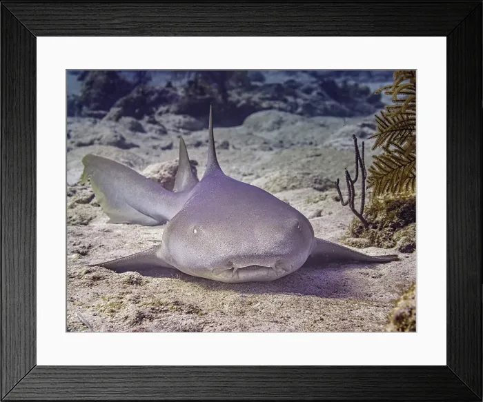 Framed Print : Nurse Shark (Ginglymostoma cirratum), Grand Cayman, Cayman Islands, British West Indies Framed Print : Nurse Shark (Ginglymostoma cirratum), Grand Cayman, Cayman Islands, British West Indies