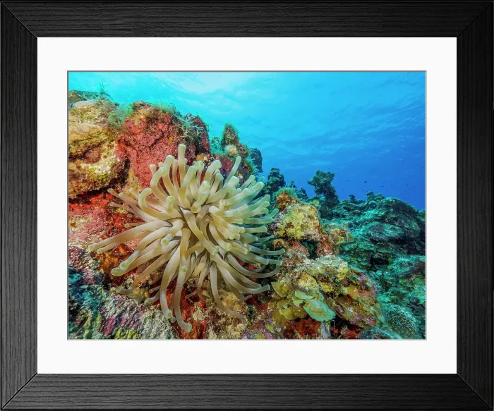 Framed Print : Giant Anemone (Condylactis gigantea), Grand Cayman, Cayman Islands, British West Indies Framed Print : Giant Anemone (Condylactis gigantea), Grand Cayman, Cayman Islands, British West Indies