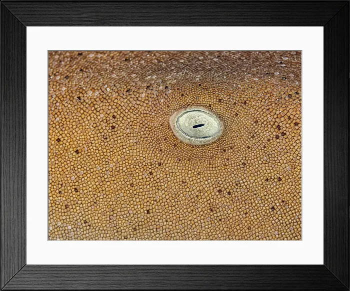 Framed Print : Nurse Shark (Ginglymostoma cirratum), Grand Cayman, Cayman Islands, British West Indies Framed Print : Nurse Shark (Ginglymostoma cirratum), Grand Cayman, Cayman Islands, British West Indies