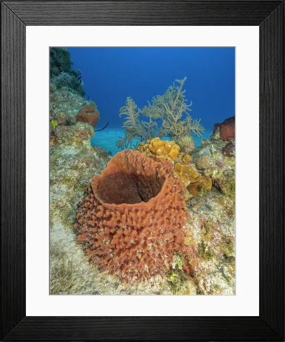 Framed Print : Giant Barrel Sponge (Xestospongia muta), Grand Cayman, Cayman Islands, British West Indies Framed Print : Giant Barrel Sponge (Xestospongia muta), Grand Cayman, Cayman Islands, British West Indies