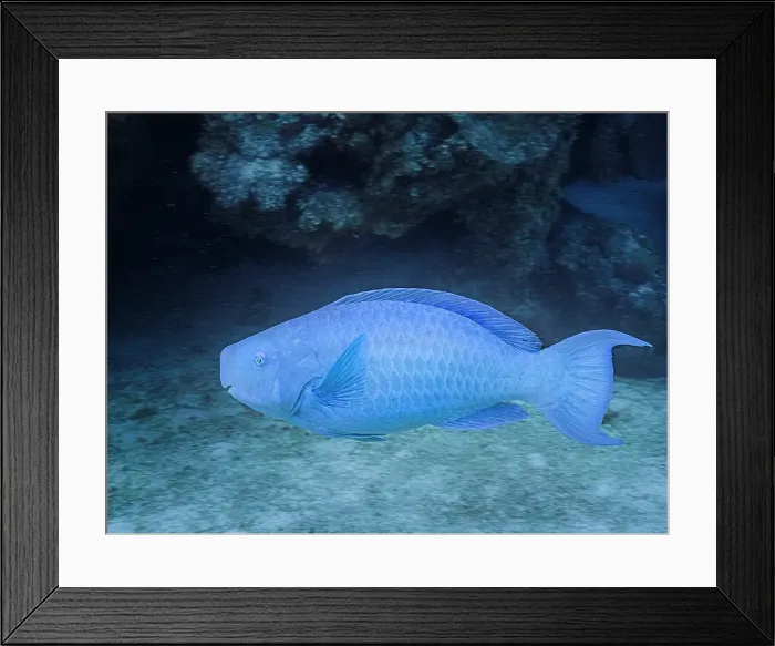 Framed Print : Blue Parrotfish (Scarus coeruleus), Grand Cayman, Cayman Islands, British West Indies Framed Print : Blue Parrotfish (Scarus coeruleus), Grand Cayman, Cayman Islands, British West Indies