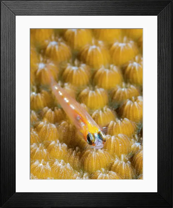Framed Print : Glass Goby (Coryphopterus hyalinus) on star coral, Grand Cayman, Cayman Islands, British West Indies