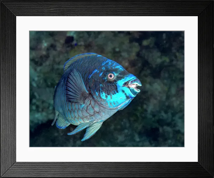 Framed Print : Midnight Parrotfish (Scarus coelestinus), Grand Cayman, Cayman Islands, British West Indies Framed Print : Midnight Parrotfish (Scarus coelestinus), Grand Cayman, Cayman Islands, British West Indies