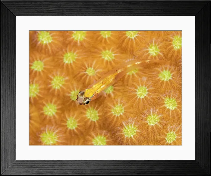 Framed Print : Glass Goby (Coryphopterus hyalinus), Grand Cayman, Cayman Islands, British West Indies Framed Print : Glass Goby (Coryphopterus hyalinus), Grand Cayman, Cayman Islands, British West Indies