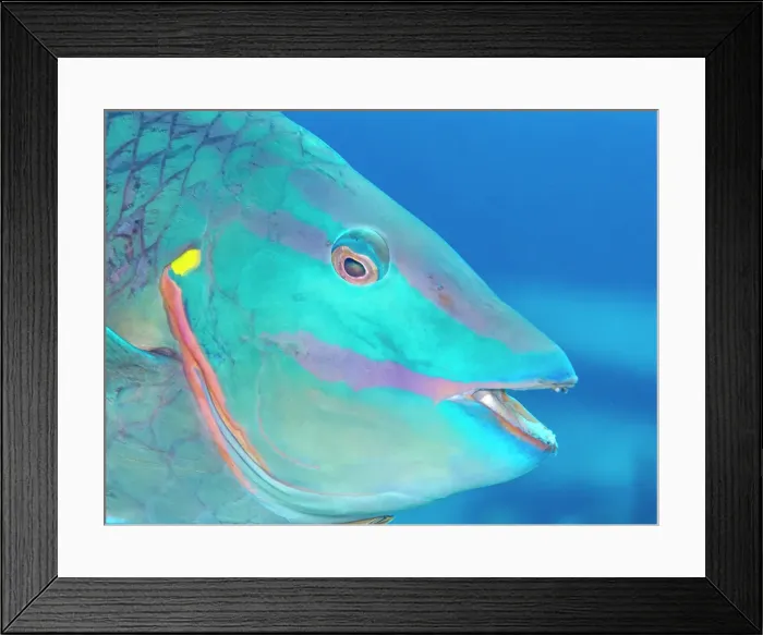 Framed Print : Stoplight Parrotfish (Sparisoma viride), terminal phase, Grand Cayman, Cayman Islands, British West Indies Framed Print : Stoplight Parrotfish (Sparisoma viride), terminal phase, Grand Cayman, Cayman Islands, British West Indies