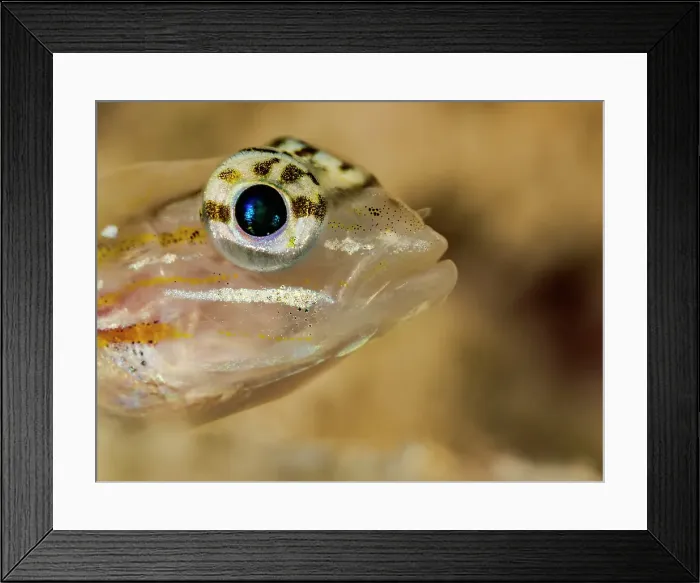 Framed Print : Pallid Goby (Coryphopterus eidolon), Grand Cayman, Cayman Islands, British West Indies Framed Print : Pallid Goby (Coryphopterus eidolon), Grand Cayman, Cayman Islands, British West Indies