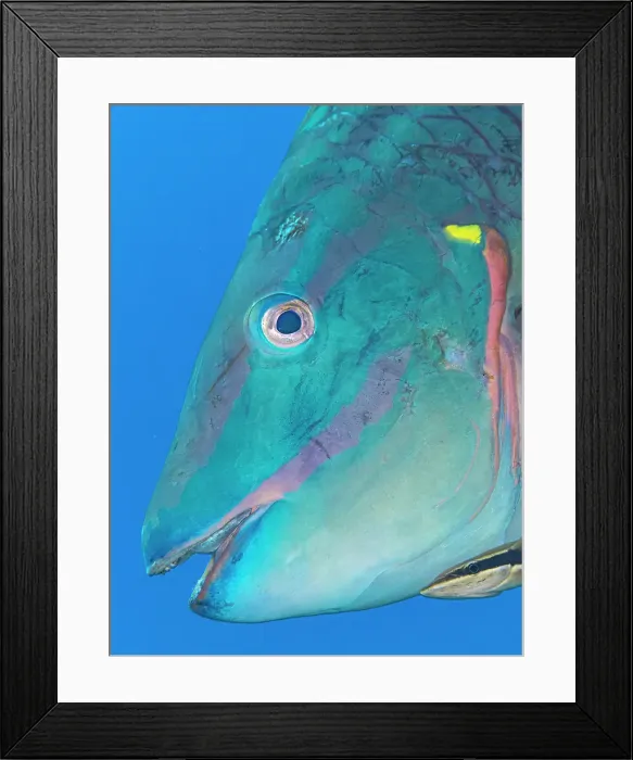 Framed Print : Stoplight Parrotfish (Sparisoma viride), terminal phase, Grand Cayman, Cayman Islands, British West Indies Framed Print : Stoplight Parrotfish (Sparisoma viride), terminal phase, Grand Cayman, Cayman Islands, British West Indies