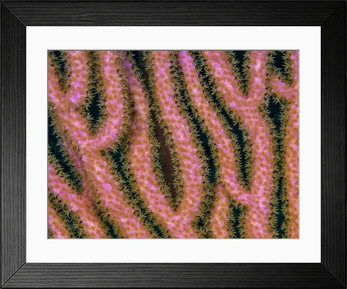 Framed Print : Slit-Pore Sea Rods (Plexaurella spp.), Grand Cayman, Cayman Islands, British West Indies Framed Print : Slit-Pore Sea Rods (Plexaurella spp.), Grand Cayman, Cayman Islands, British West Indies