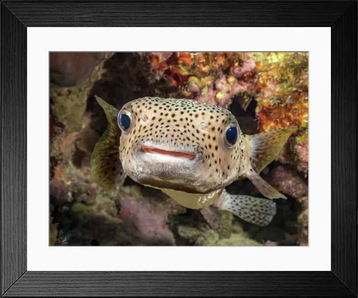 Framed Print : Porcupinefish (Diodon hystrix), Grand Cayman, Cayman Islands, British West Indies Also known as: Spot-Fin Porcupinefish, Black-Spotted Porcupinefish Framed Print : Porcupinefish (Diodon hystrix), Grand Cayman, Cayman Islands, British West Indies Also known as: Spot-Fin Porcupinefish, Black-Spotted Porcupinefish