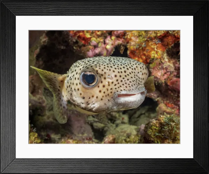Framed Print : Porcupinefish (Diodon hystrix), Grand Cayman, Cayman Islands, British West Indies Also known as: Spot-Fin Porcupinefish, Black-Spotted Porcupinefish Framed Print : Porcupinefish (Diodon hystrix), Grand Cayman, Cayman Islands, British West Indies Also known as: Spot-Fin Porcupinefish, Black-Spotted Porcupinefish