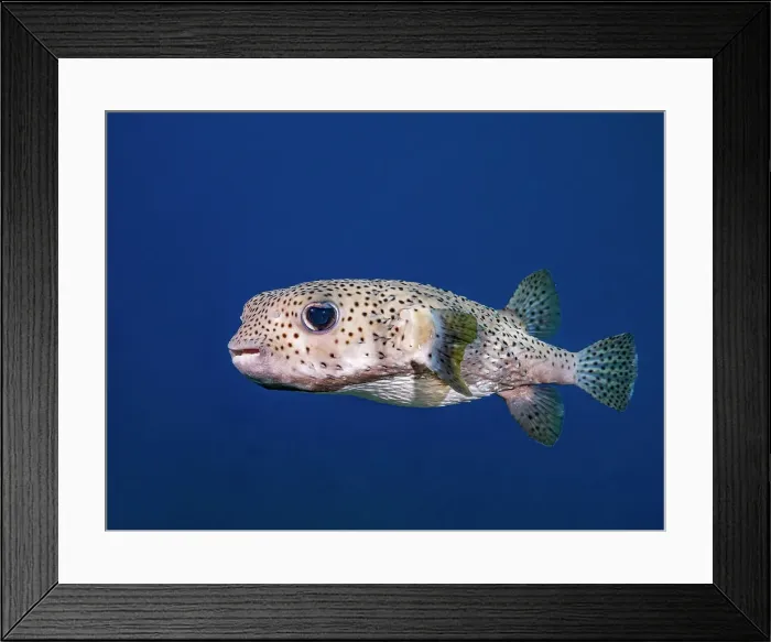 Framed Print : Porcupinefish (Diodon hystrix), Grand Cayman, Cayman Islands, British West Indies Also known as: Spot-Fin Porcupinefish, Black-Spotted Porcupinefish Framed Print : Porcupinefish (Diodon hystrix), Grand Cayman, Cayman Islands, British West Indies Also known as: Spot-Fin Porcupinefish, Black-Spotted Porcupinefish