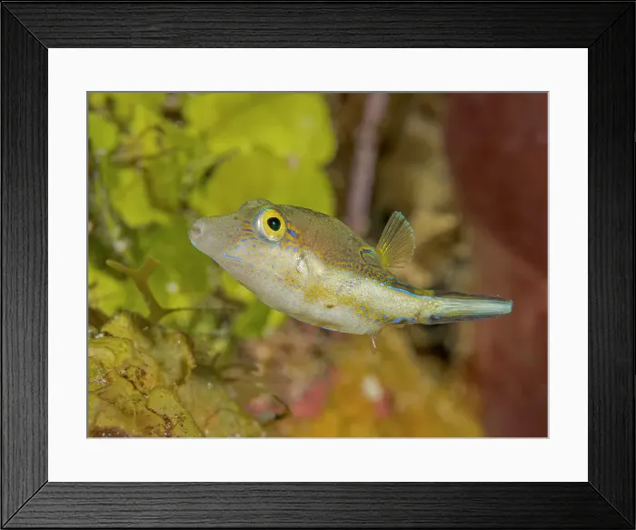 Framed Print : Sharpnose Puffer (Canthigaster rostrata), Grand Cayman, Cayman Islands, British West Indies Framed Print : Sharpnose Puffer (Canthigaster rostrata), Grand Cayman, Cayman Islands, British West Indies