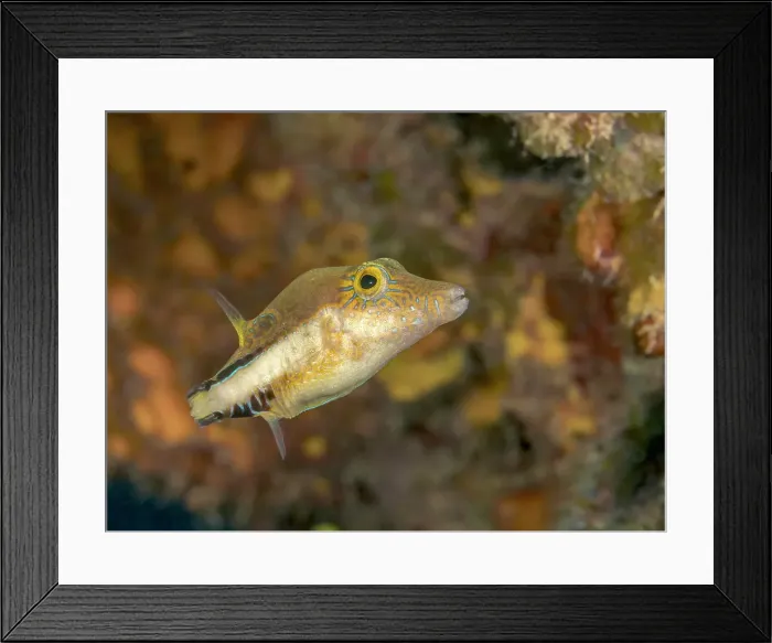 Framed Print : Sharpnose Puffer (Canthigaster rostrata), Grand Cayman, Cayman Islands, British West Indies
