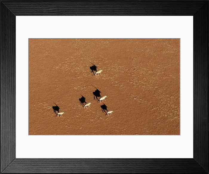 Framed Print : Oryx running across a sandy plain, Namib Naukluft Park, Namib Desert, Namibia Framed Print : Oryx running across a sandy plain, Namib Naukluft Park, Namib Desert, Namibia