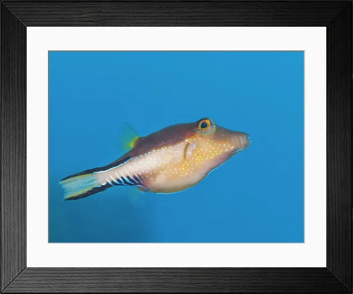 Framed Print : Sharpnose Puffer (Canthigaster rostrata), Grand Cayman, Cayman Islands, British West Indies Framed Print : Sharpnose Puffer (Canthigaster rostrata), Grand Cayman, Cayman Islands, British West Indies