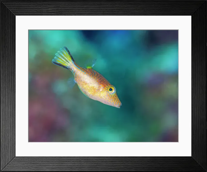 Framed Print : Sharpnose Puffer (Canthigaster rostrata), Grand Cayman, Cayman Islands, British West Indies Framed Print : Sharpnose Puffer (Canthigaster rostrata), Grand Cayman, Cayman Islands, British West Indies