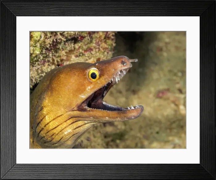 Framed Print : Purplemouth Moray Eel (Gymnothorax vicinus), Grand Cayman, Cayman Islands, British West Indies Framed Print : Purplemouth Moray Eel (Gymnothorax vicinus), Grand Cayman, Cayman Islands, British West Indies