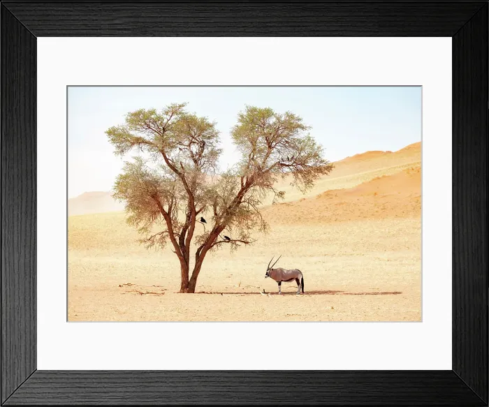 Framed Print : Oryx in shade of camel thorn tree, Namib Rand Nature Reserve, Namib Desert, Namibia