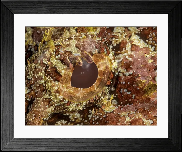 Framed Print : Spotted Scorpionfish (Scorpaena plumieri), Grand Cayman, Cayman Islands, British West Indies