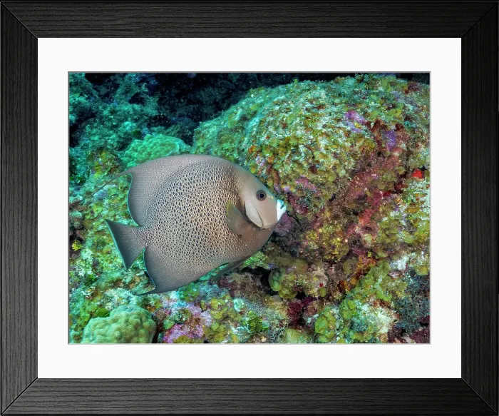 Framed Print : Gray Angelfish (Pomacanthus arcuatus), Grand Cayman, Cayman Islands, British West Indies Framed Print : Gray Angelfish (Pomacanthus arcuatus), Grand Cayman, Cayman Islands, British West Indies