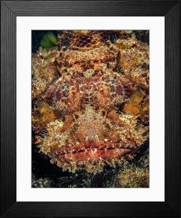 Framed Print : Spotted Scorpionfish (Scorpaena plumieri), Grand Cayman, Cayman Islands, British West Indies Framed Print : Spotted Scorpionfish (Scorpaena plumieri), Grand Cayman, Cayman Islands, British West Indies