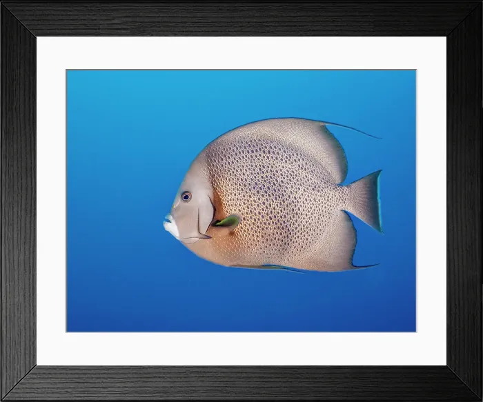 Framed Print : Gray Angelfish (Pomacanthus arcuatus), Grand Cayman, Cayman Islands, British West Indies Framed Print : Gray Angelfish (Pomacanthus arcuatus), Grand Cayman, Cayman Islands, British West Indies