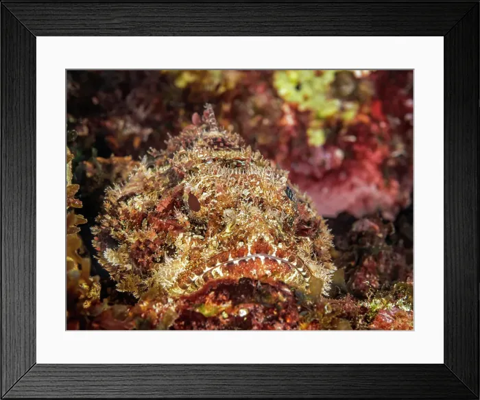Framed Print : Spotted Scorpionfish (Scorpaena plumieri), Grand Cayman, Cayman Islands, British West Indies Framed Print : Spotted Scorpionfish (Scorpaena plumieri), Grand Cayman, Cayman Islands, British West Indies