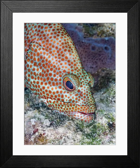 Framed Print : Graysby (Cephalopholis cruentata), Grand Cayman, Cayman Islands, British West Indies Framed Print : Graysby (Cephalopholis cruentata), Grand Cayman, Cayman Islands, British West Indies
