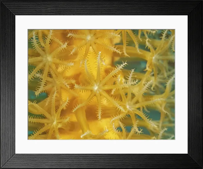 Framed Print : Slit-Pore Sea Rods (Plexaurella spp.), Grand Cayman, Cayman Islands, British West Indies Framed Print : Slit-Pore Sea Rods (Plexaurella spp.), Grand Cayman, Cayman Islands, British West Indies