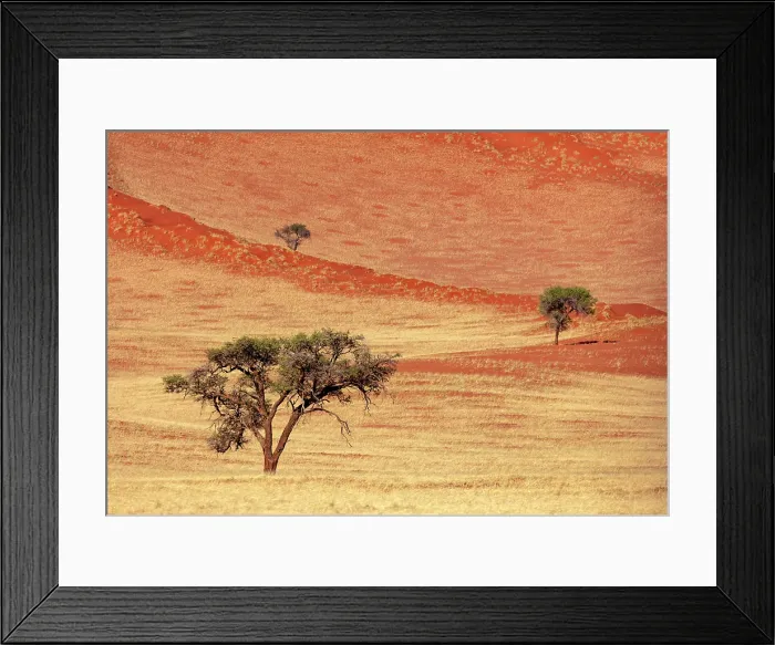 Framed Print : Sand dunes covered in grass after rains, Bagatelle Kalahari Game Ranch, Mariental, Namibia Framed Print : Sand dunes covered in grass after rains, Bagatelle Kalahari Game Ranch, Mariental, Namibia