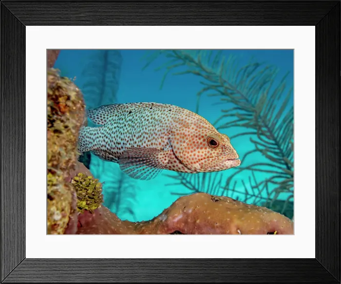 Framed Print : Graysby (Cephalopholis cruentata), Grand Cayman, Cayman Islands, British West Indies Framed Print : Graysby (Cephalopholis cruentata), Grand Cayman, Cayman Islands, British West Indies