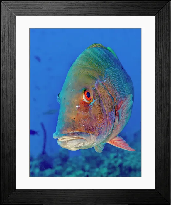 Framed Print : Mutton Snapper (Lutjanus analis), Grand Cayman, Cayman Islands, British West Indies Framed Print : Mutton Snapper (Lutjanus analis), Grand Cayman, Cayman Islands, British West Indies