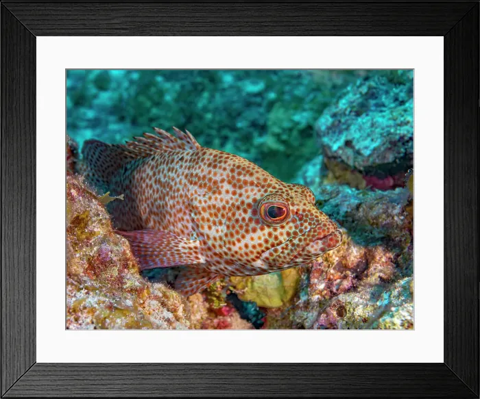 Framed Print : Graysby (Cephalopholis cruentata), Grand Cayman, Cayman Islands, British West Indies Framed Print : Graysby (Cephalopholis cruentata), Grand Cayman, Cayman Islands, British West Indies