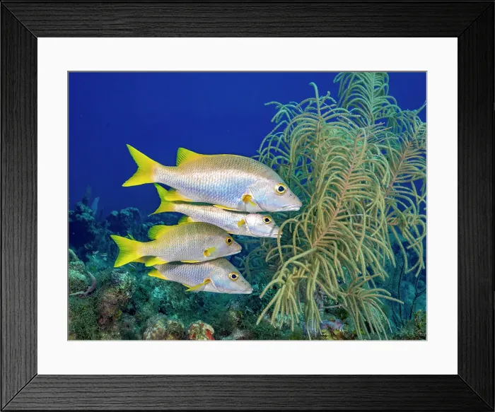 Framed Print : Schoolmaster Snapper (Lutjanus apodus), Grand Cayman, Cayman Islands, British West Indies Framed Print : Schoolmaster Snapper (Lutjanus apodus), Grand Cayman, Cayman Islands, British West Indies