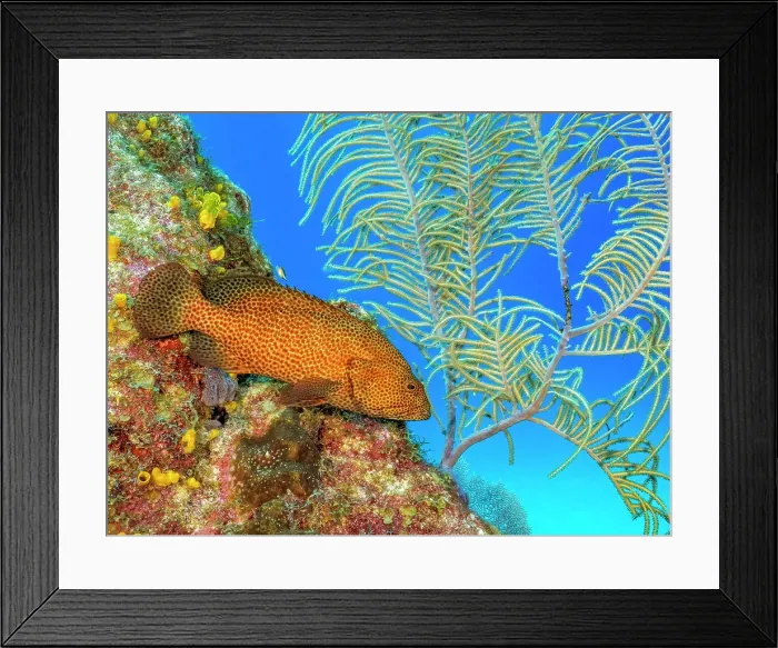 Framed Print : Graysby (Cephalopholis cruentata), Grand Cayman, Cayman Islands, British West Indies Framed Print : Graysby (Cephalopholis cruentata), Grand Cayman, Cayman Islands, British West Indies