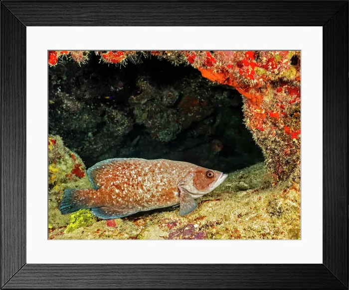 Framed Print : Greater Soapfish (Rypticus saponaceus), Grand Cayman, Cayman Islands, British West Indies