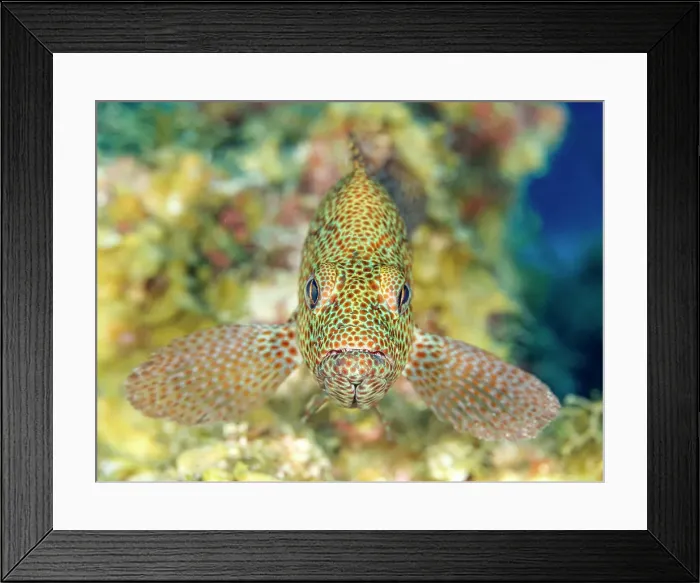 Framed Print : Graysby (Cephalopholis cruentata), Grand Cayman, Cayman Islands, British West Indies