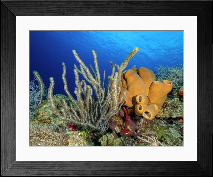 Framed Print : Tubulate Sponge (Agelas tubulata) and Gorgonian, Grand Cayman, Cayman Islands, British West Indies Framed Print : Tubulate Sponge (Agelas tubulata) and Gorgonian, Grand Cayman, Cayman Islands, British West Indies