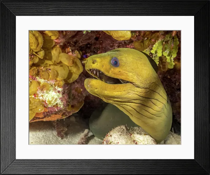 Framed Print : Green Moray Eel (Gymnothorax funebris), Grand Cayman, Cayman Islands, British West Indies Framed Print : Green Moray Eel (Gymnothorax funebris), Grand Cayman, Cayman Islands, British West Indies
