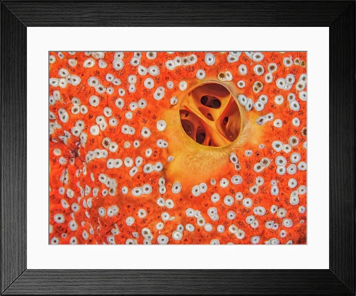 Framed Print : Red Boring Sponge (Cliona delitrix), Grand Cayman, Cayman Islands, British West Indies Framed Print : Red Boring Sponge (Cliona delitrix), Grand Cayman, Cayman Islands, British West Indies