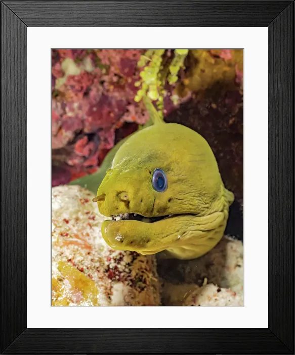 Framed Print : Green Moray Eel (Gymnothorax funebris), Grand Cayman, Cayman Islands, British West Indies Framed Print : Green Moray Eel (Gymnothorax funebris), Grand Cayman, Cayman Islands, British West Indies