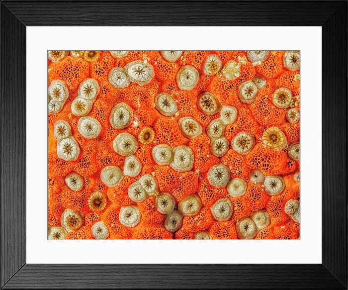Framed Print : Red Boring Sponge (Cliona delitrix), Grand Cayman, Cayman Islands, British West Indies Framed Print : Red Boring Sponge (Cliona delitrix), Grand Cayman, Cayman Islands, British West Indies